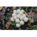 Мицелий Дождевика грушевидного (Lycoperdon pyriforme)